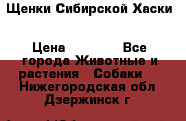Щенки Сибирской Хаски › Цена ­ 20 000 - Все города Животные и растения » Собаки   . Нижегородская обл.,Дзержинск г.